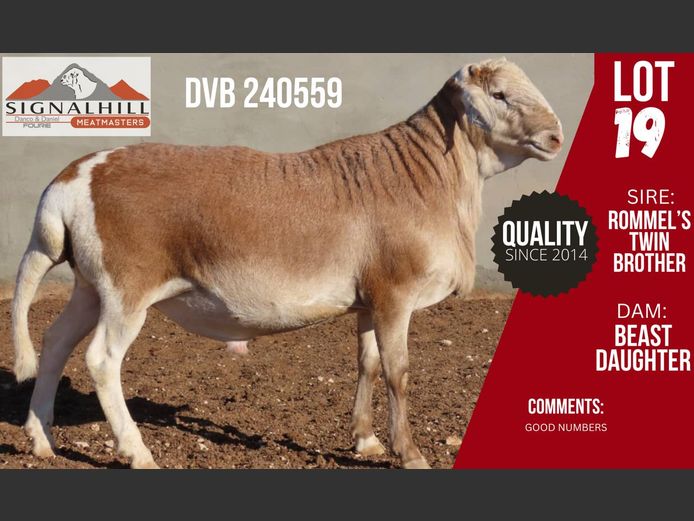 DVB 240559 | SIGNALBERG MEATMASTERS