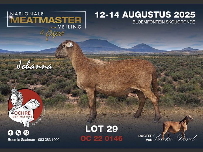 OC 24 0146 | AANGETEKEN | Boemie Saaiman - Ochre Meatmasters