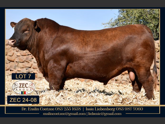 ZEC240008PcPc | Z.E. COETZEE