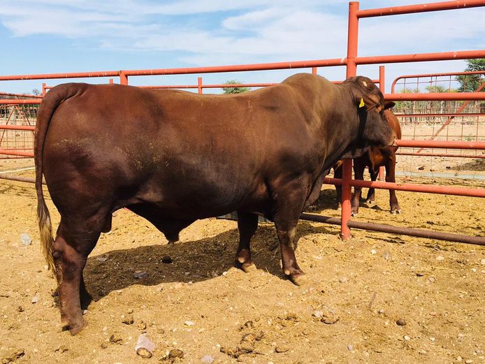 22-0005FH | OZONDJENO SANTA GETRUDIS
