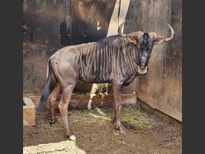 BLUE WILDEBEEST | WATERBERG GAME