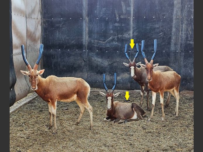 BLESBOK | SCHALK VAN ZYL