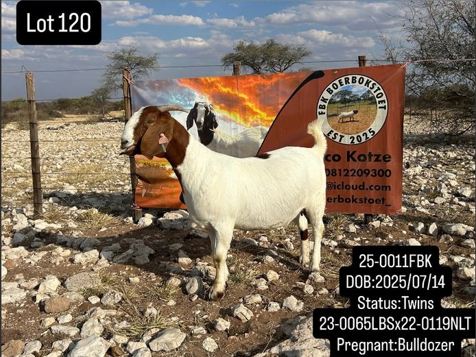 25-0011FBK | FBK BOERBOKSTOET