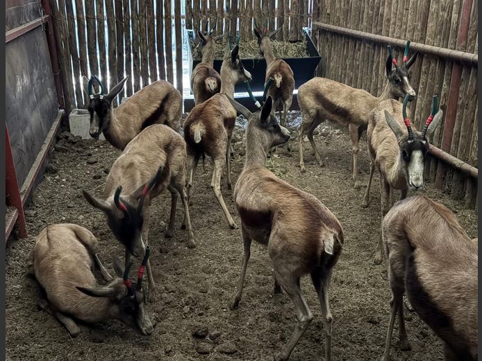 Koper Springbok Ooie
