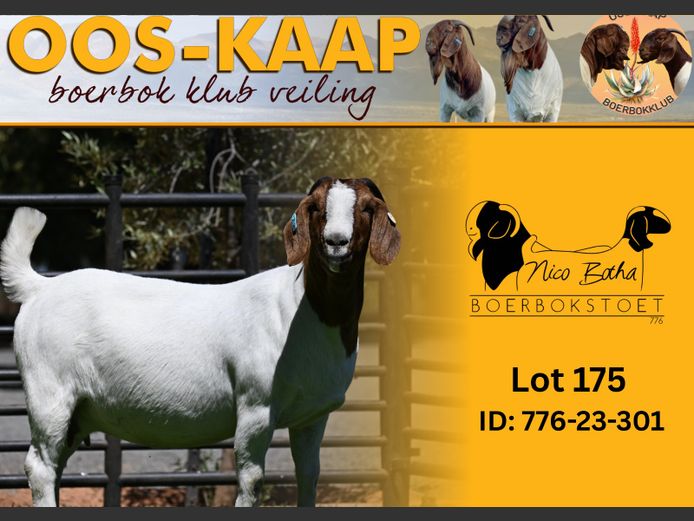 23-301 | Nico Botha Boerbokstoet