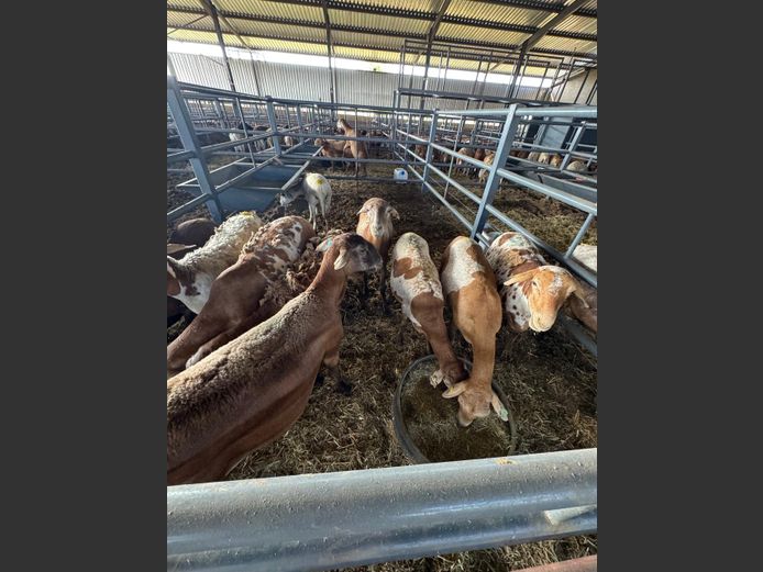 MEATMASTER | LOUMA BOERDERY