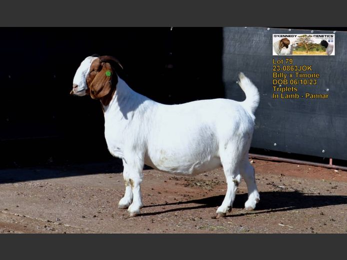 23-0863JOK | O'KENNEDY GENETICS