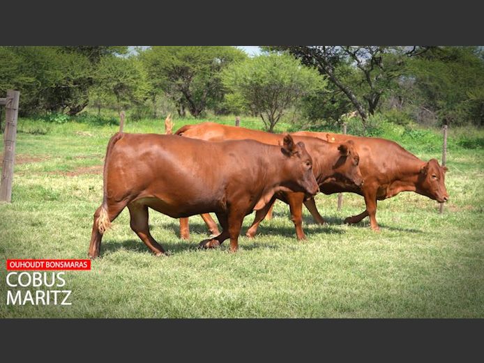 Commercial Female Animals -  Ouhoudt Bonsmaras - Settlers