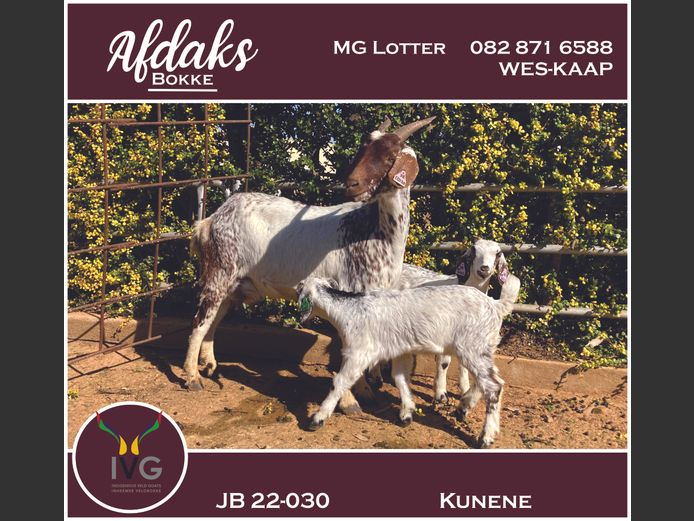 JB 22 - 030 | Afdaks Bokke, Mg Lotter -SA Goat Genetics