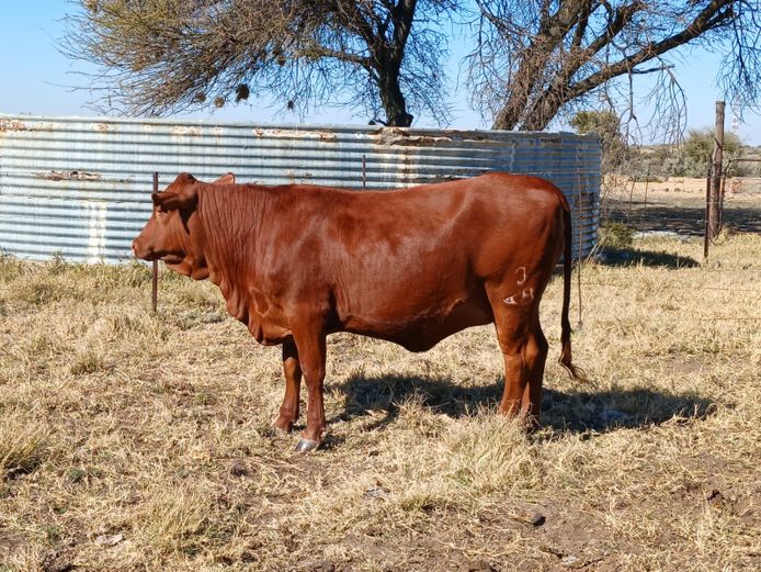 AB 230124 | CCR BEEF (PTY) LTD