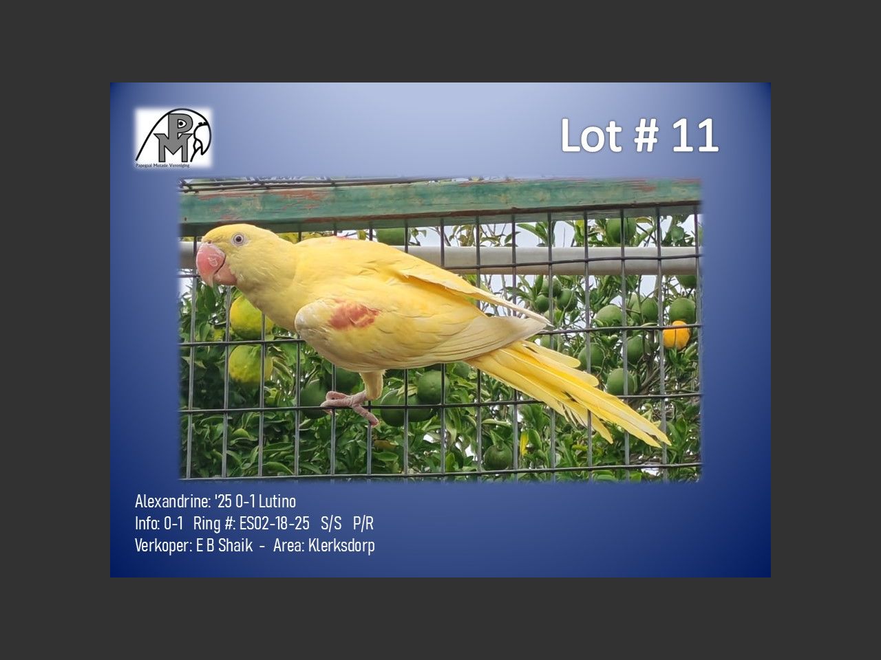 images