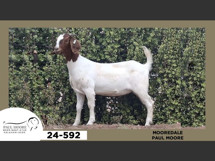 24-592  |  Paul Moore - Mooredale