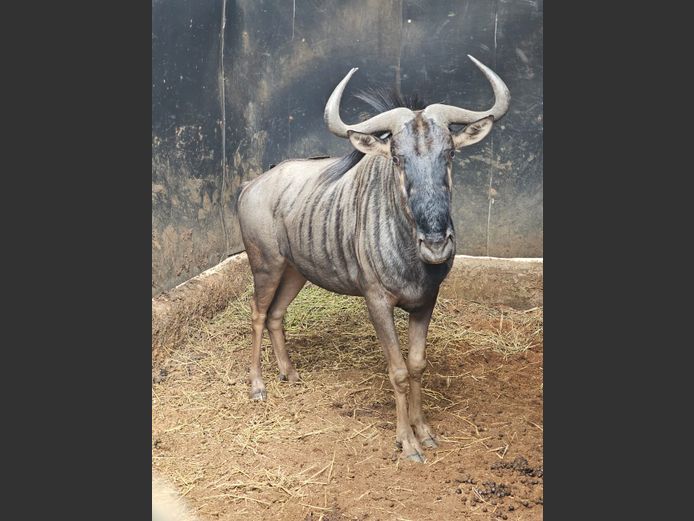 BLUE WILDEBEEST | BABUCOR