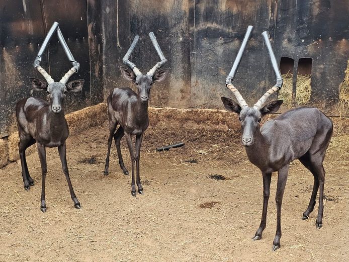 SWART ROOIBOK | DANIE RUST BOERDERY