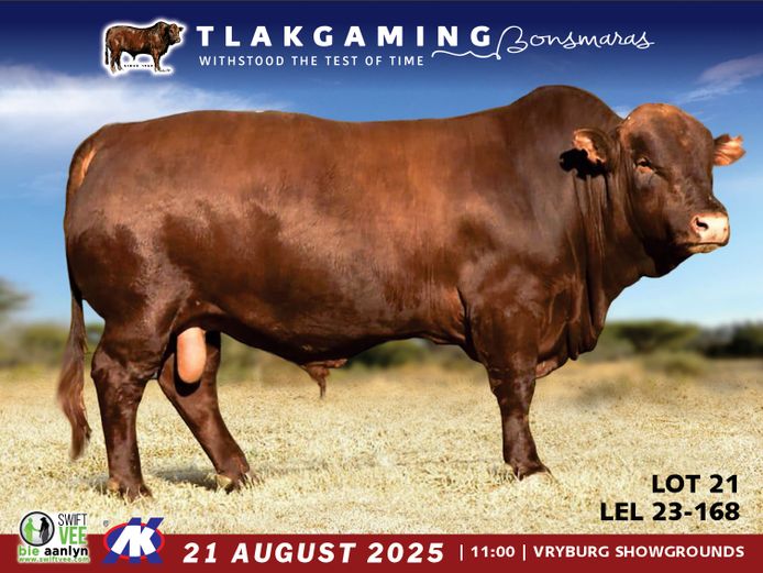 LEL230168 | LEE & SON