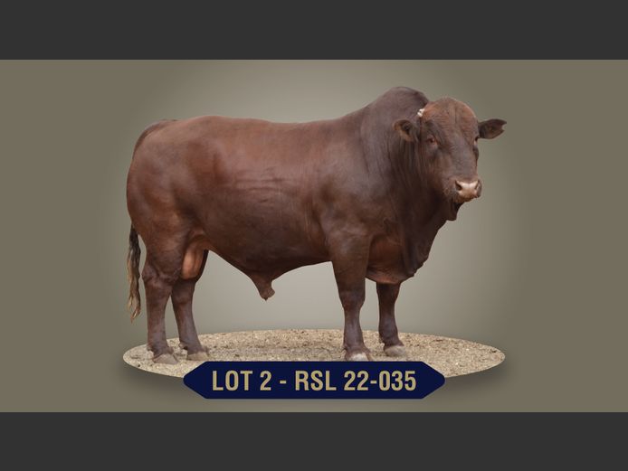 RSL220035 | RASLOU BONSMARAS