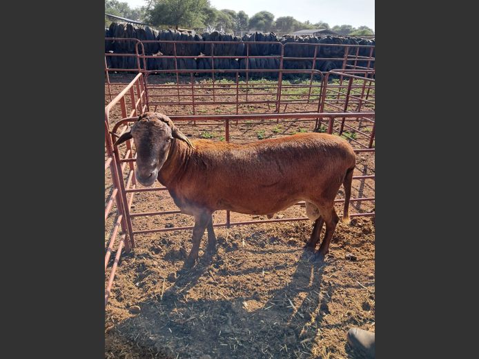 MEATMASTER | NAZARDI BOERDERY