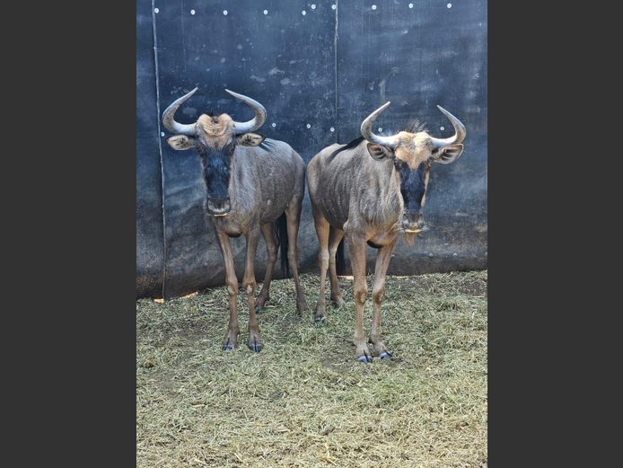 BLUE WILDEBEEST | LIMPOPO STUD GAME