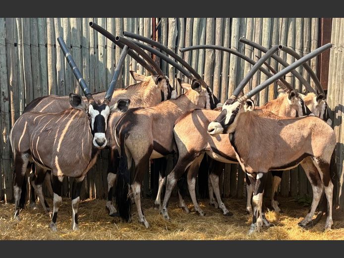 Gemsbok Bulle