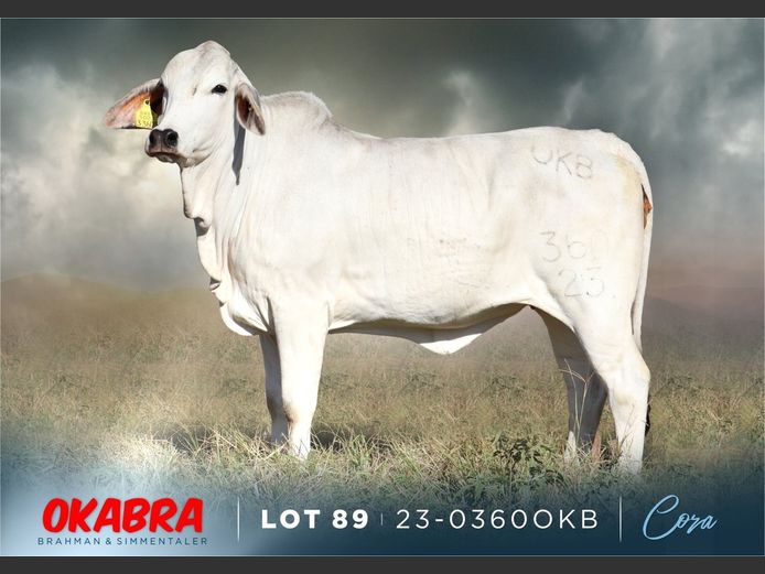 23-0360 OKB | OKABRA BRAHMAN