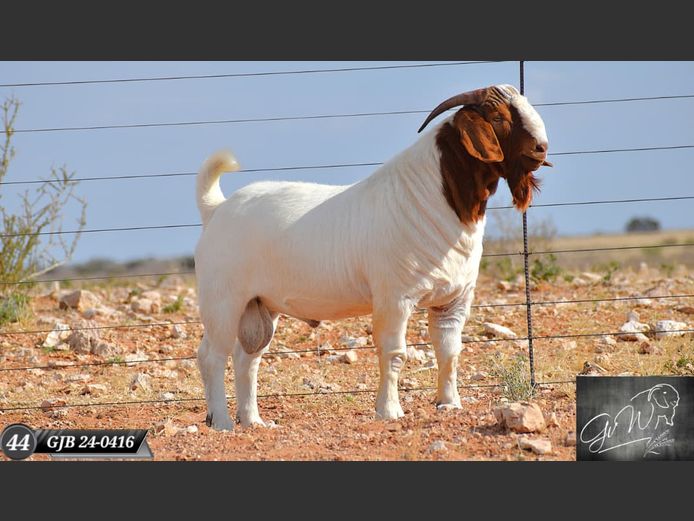 GJB24-0416 | Gert van Wyk