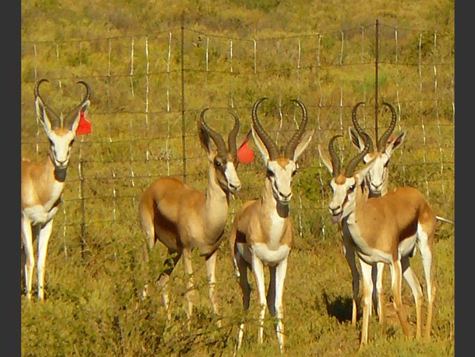 Kalahari Springbok | Tuinplaas Wild (A Marais)