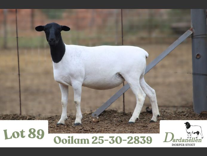 2530 | DARDANELLEN DORPERS