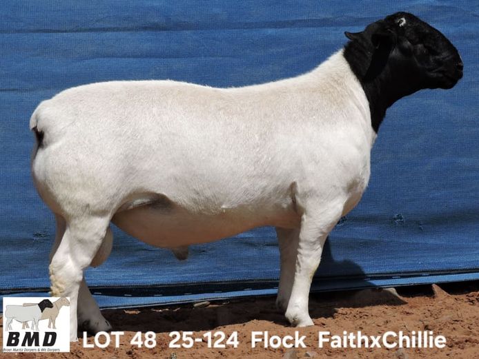 25-124 | BROER MARITZ DORPERS