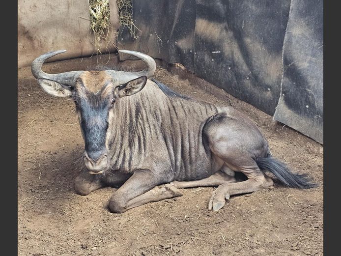 BLUEWILDEBEEST | FOREVER RESORT