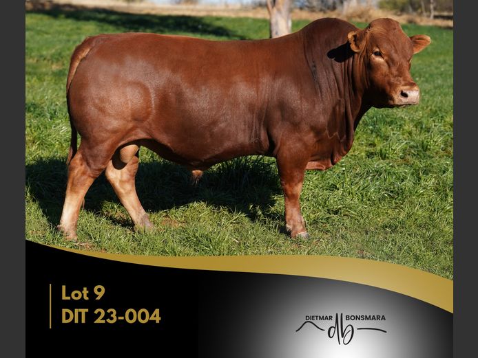 DIT 230004 | DIETMAR BONSMARAS