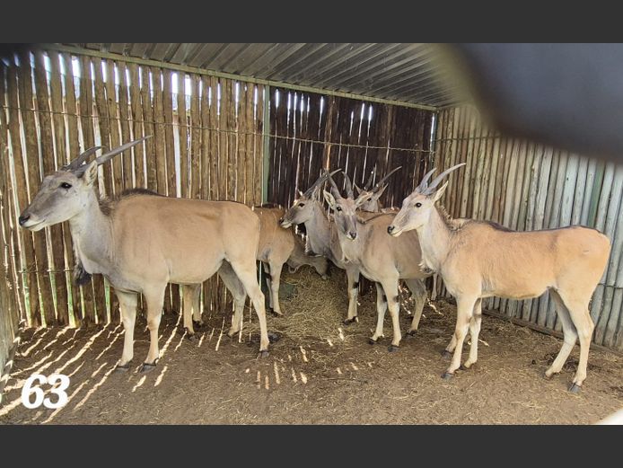 ELAND | SCHALK VAN ZYL