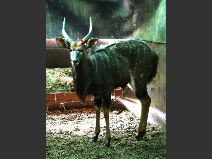 NYALA | AL BADENHORST