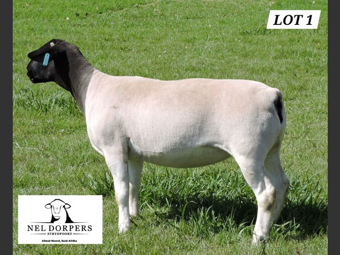 860-25-034 | NEL DORPERS 