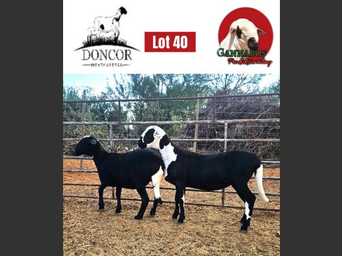 DC501 | Doncor Meatmasters