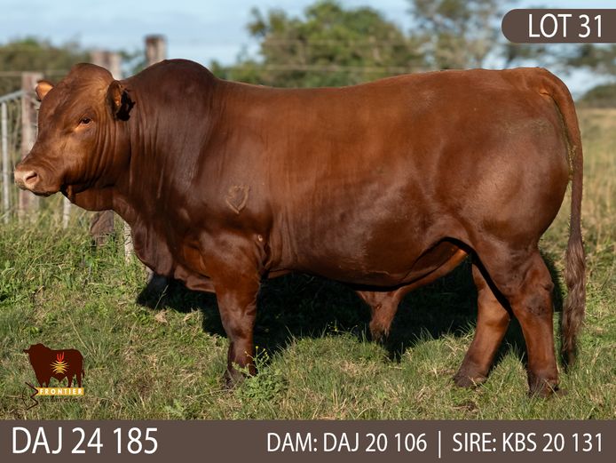 DAJ 240185 | J.D. STIRK