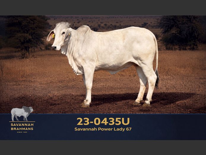 23-0435U | SAVANNAH BRAHMAN