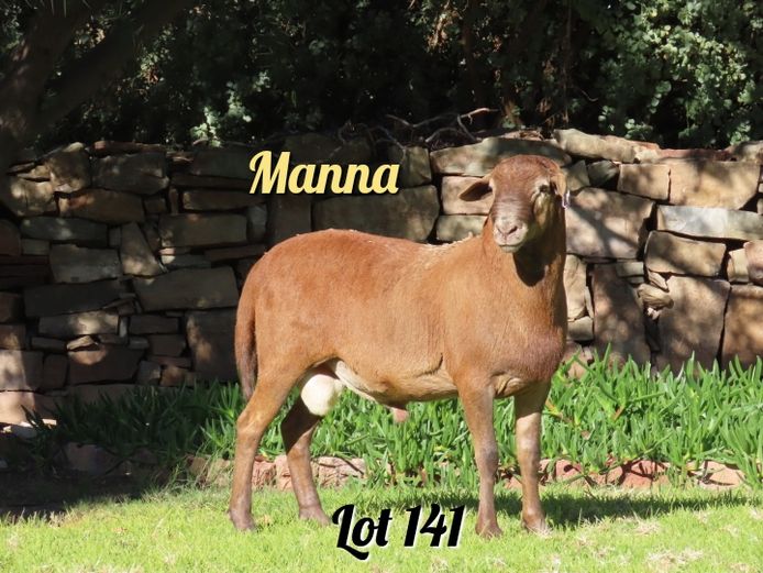086 | Manna