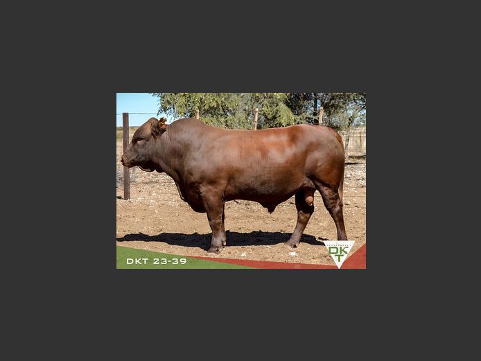 DKT 230039 HH(c) | DKT BONSMARA