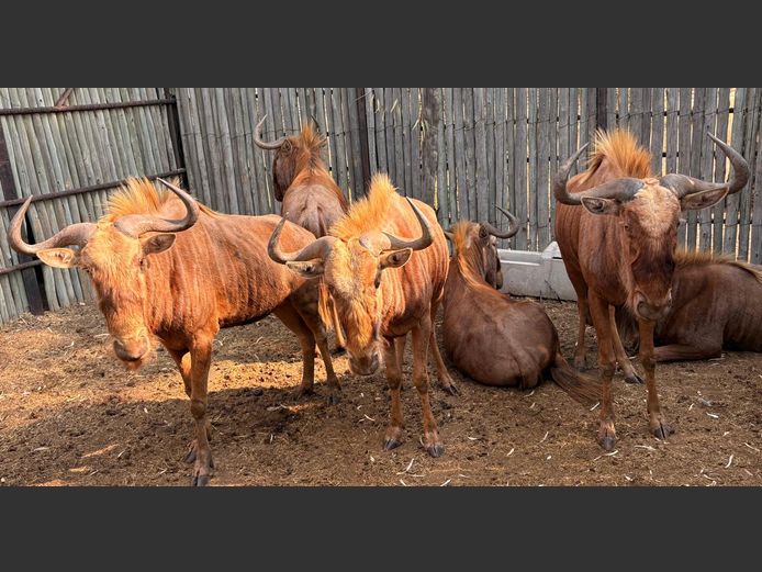Goue Wildebees Bulle