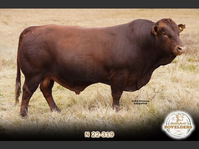 N 22-319 | MORGENTAL BOVELDERS