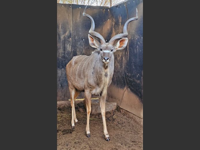 KUDU | C.P. KLOPPERS