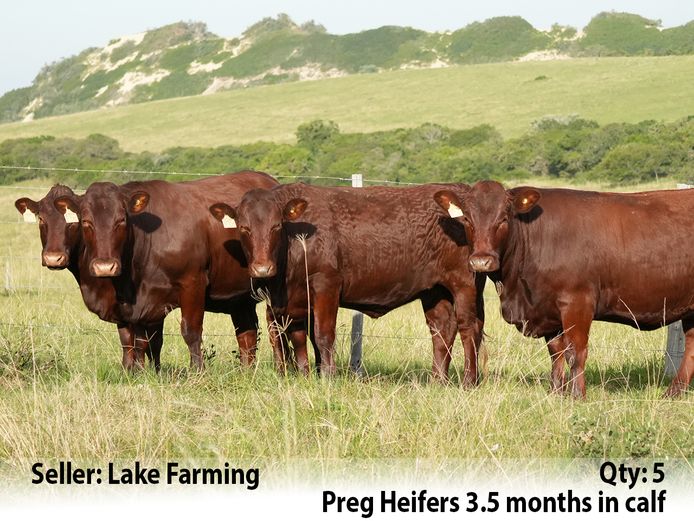 Commercial Animals | Lake Farming