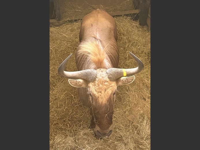 Goue Wildebees Jagbul