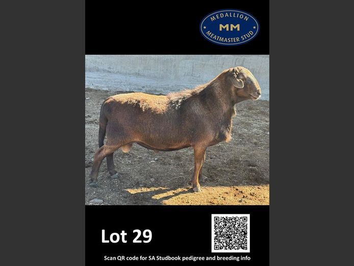 MM 230505 | MEDALLION MEATMASTER STOET 