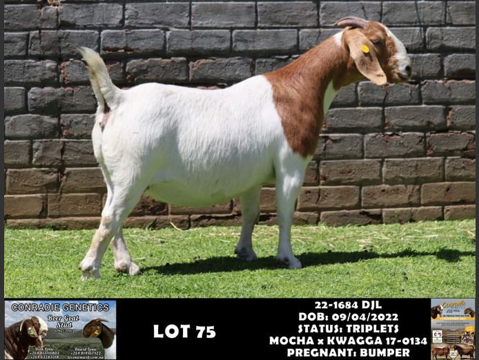 22-1684 DJL | DIRK LOUW