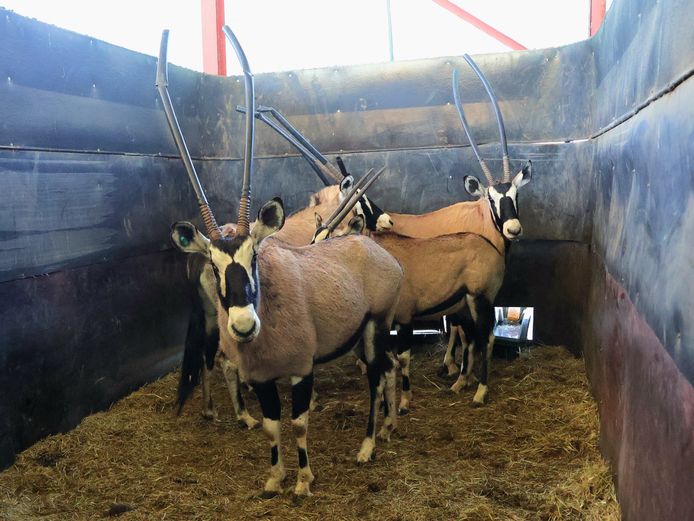 GEWONE GEMSBOK | T VAN DER WALT