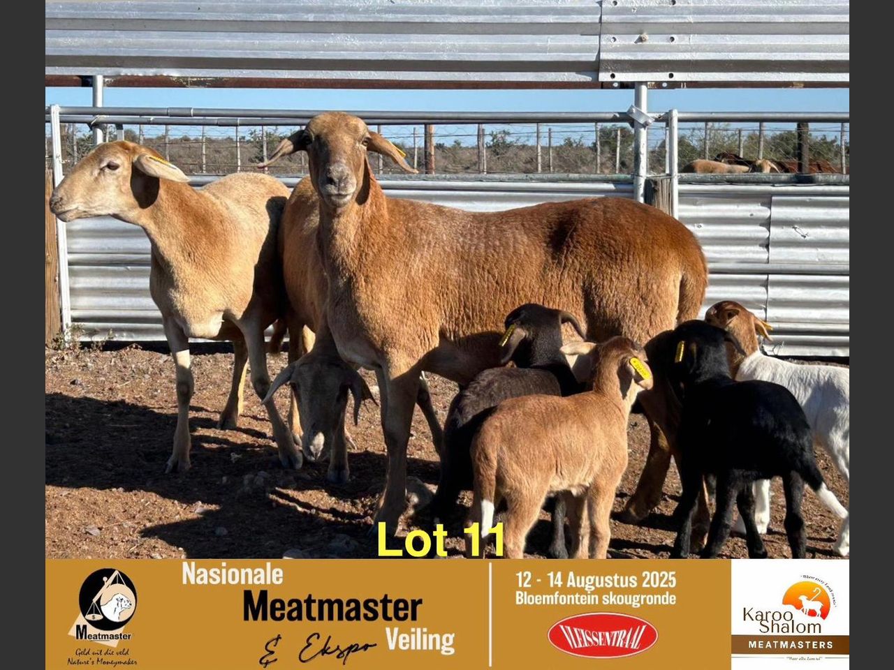 Lot 11B | NASIONALE MEATMASTER OOIVEILING | SwiftVEE | South Africa’s ...