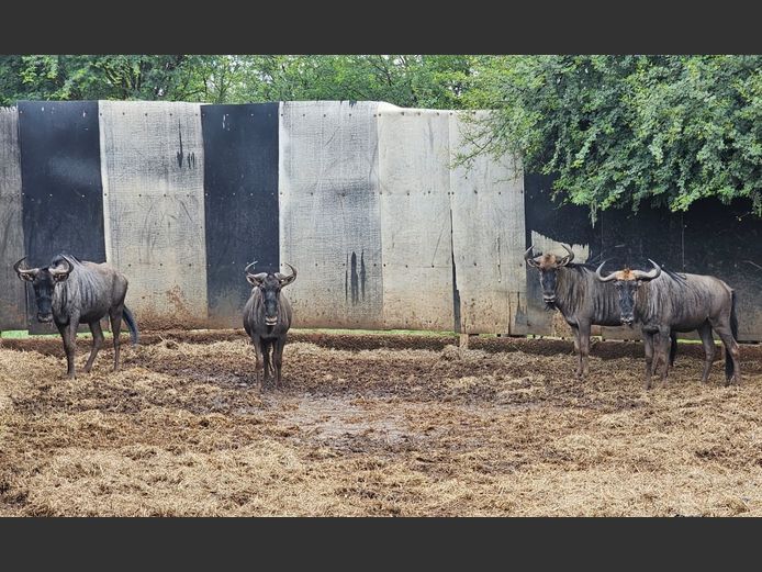 BLUE WILDEBEEST | ZEBULA