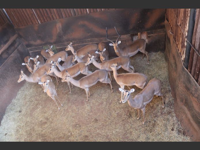 Rooibokke