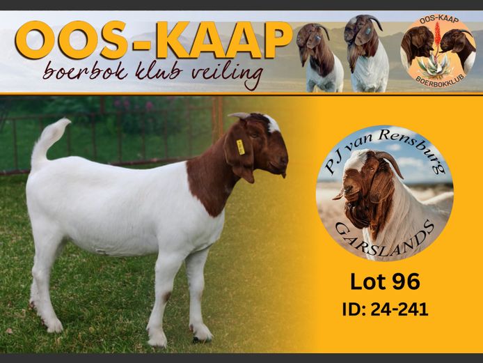 24-241 | PJ van Rensburg